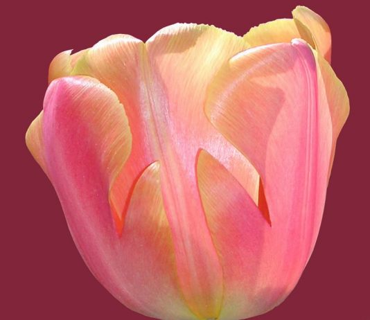 Riccardo Rietti – Una sera di aprile…se un tulipano potesse parlare
