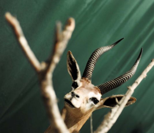 Simone e Elio Vittonetto – Aspetti e momenti