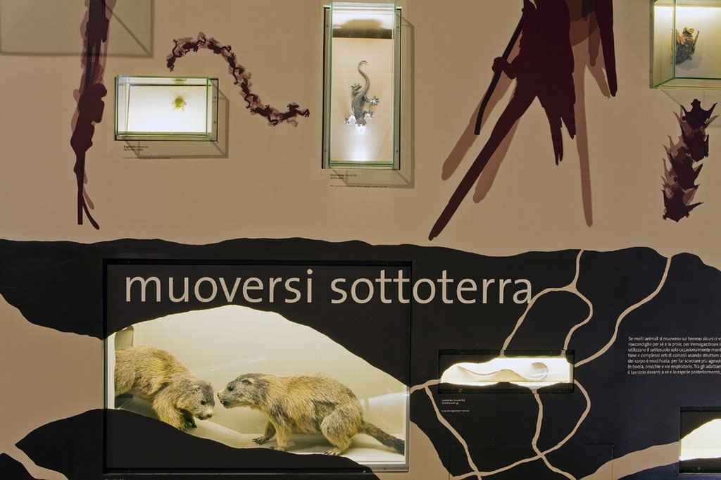 Apertura delle nuove sale espositive della sezione Le strategie della vitahttps://www.exibart.com/repository/media/eventi/2011/05/apertura-delle-nuove-sale-espositive-della-sezione-le-strategie-della-vita-1.jpg