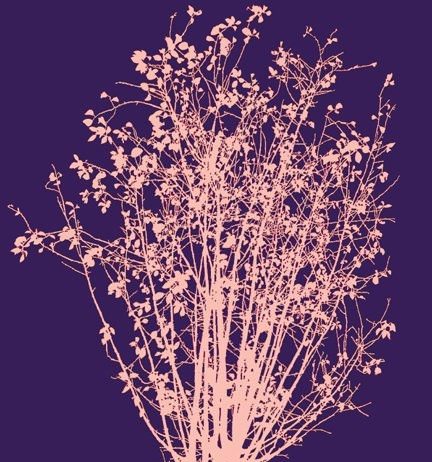 Fernando De Filippi – Arbor solis