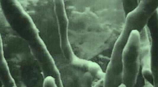 Francesco Cavaliere / Leila Hassan – SEA URCHIN Francesco Cavaliere / Leila Hassan – SEA URCHIN