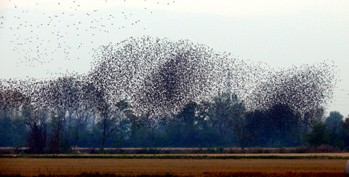 Parco delle Risaie. Cuore agricolo per Milano
