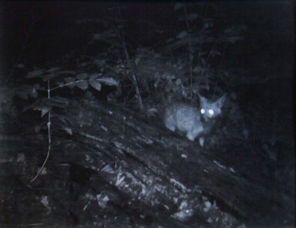 Emiliano Maggi – Argenti Dominus Vulpeshttps://www.exibart.com/repository/media/eventi/2011/06/emiliano-maggi-8211-argenti-dominus-vulpes.jpg