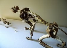 Giovanni Longo – Io abito Tu abiti Egli habitat