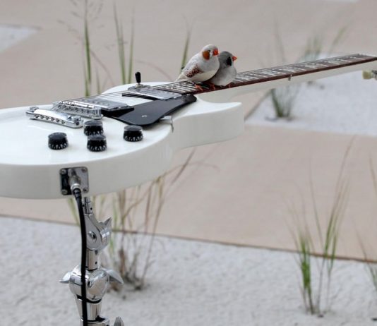 Céleste Boursier-Mougenot – from here to ear (version 15)