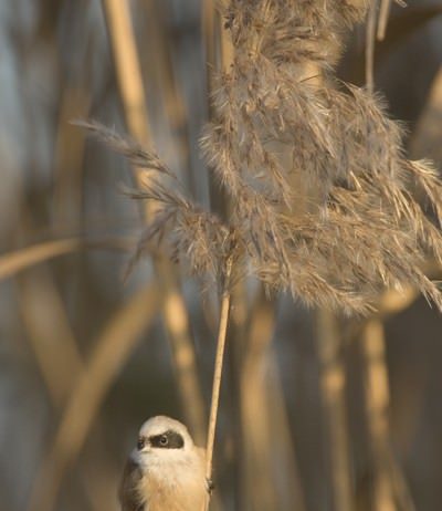 Fabio Damiani – 365 giorni con le ali