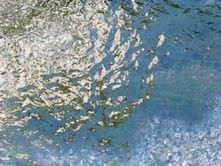 SLOWART IN BOSCHETTO