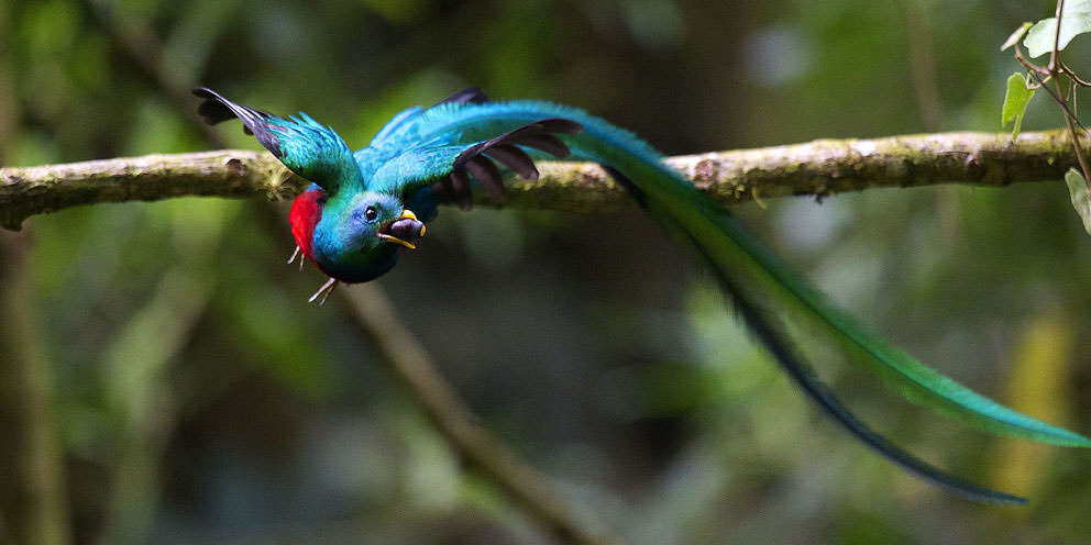 Fulvio Eccardi – Quetzalhttps://www.exibart.com/repository/media/eventi/2011/09/fulvio-eccardi-8211-quetzal.jpg