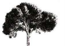 Tommaso Chiappa – Monocromo