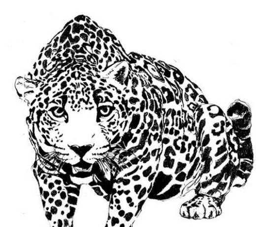 Juliana Gomez Montes – Deserto verde