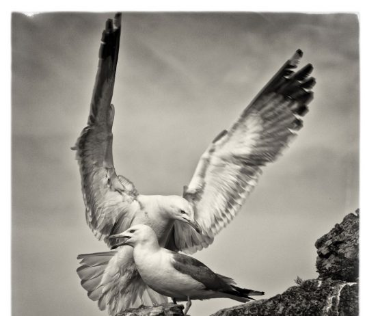 Paolo Petrignani – ll Parco del Circeo. Immagini di storia, natura e mito