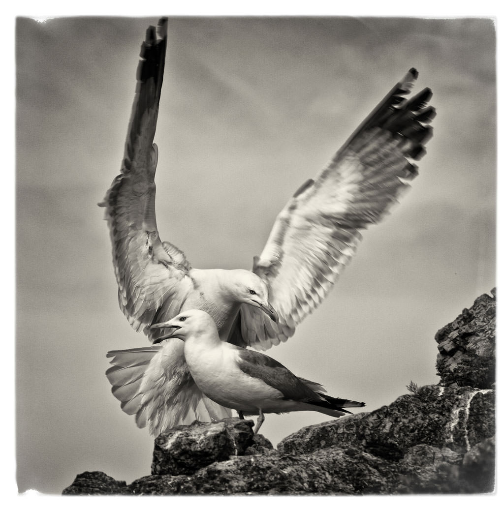 Paolo Petrignani – ll Parco del Circeo. Immagini di storia, natura e mitohttps://www.exibart.com/repository/media/eventi/2011/12/paolo-petrignani-8211-ll-parco-del-circeo.-immagini-di-storia-natura-e-mito.jpg