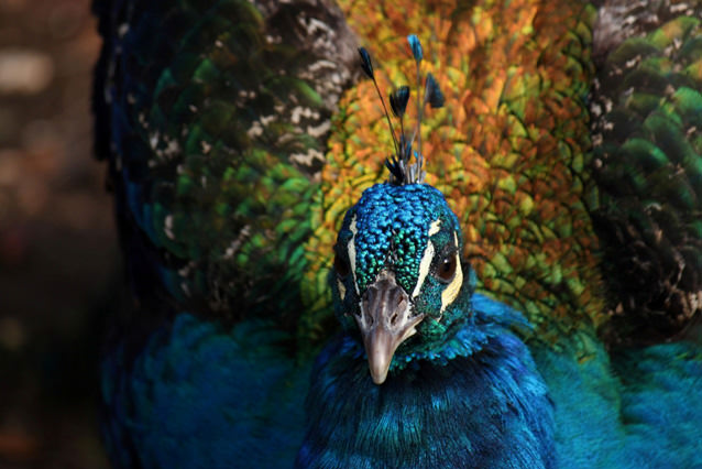 Rome Camera Clubhttps://www.exibart.com/repository/media/eventi/2011/12/rome-camera-club.jpg