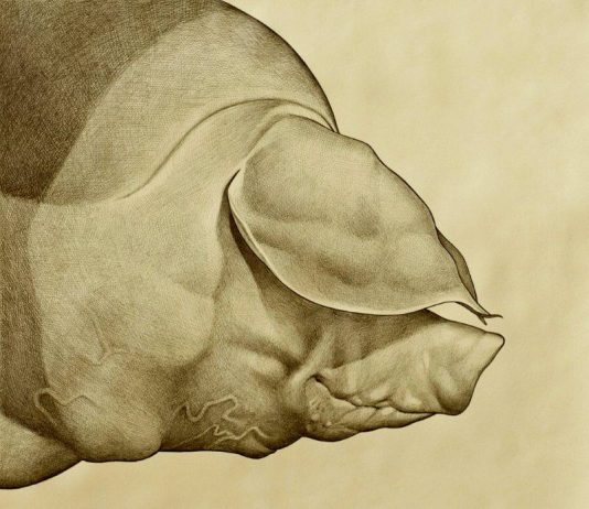 Marcello Carrà – Né carne né pesce Marcello Carrà – Né carne né pesce