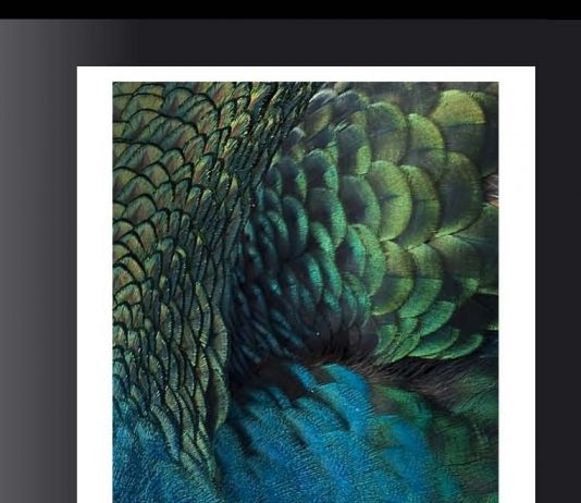 Rodolfo Mattia Rocca – Animal Landscape / Metropolitan Barcelona