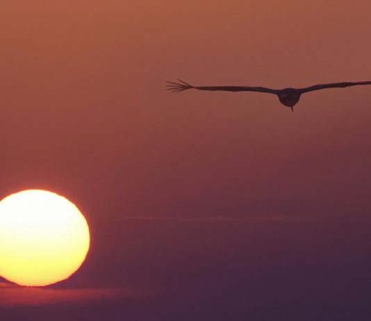 Elena Bacchi – Attimi di natura Elena Bacchi – Attimi di natura