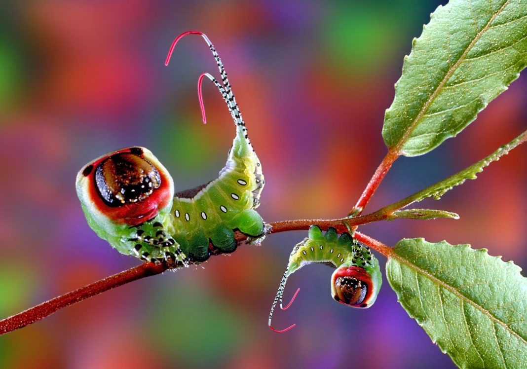 Giulio Montecchi – Microcosmohttps://www.exibart.com/repository/media/eventi/2012/04/giulio-montecchi-8211-microcosmo-1068x748.jpg