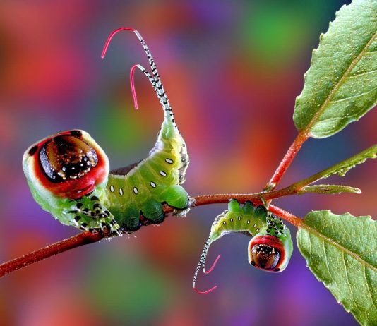 Giulio Montecchi – Microcosmo