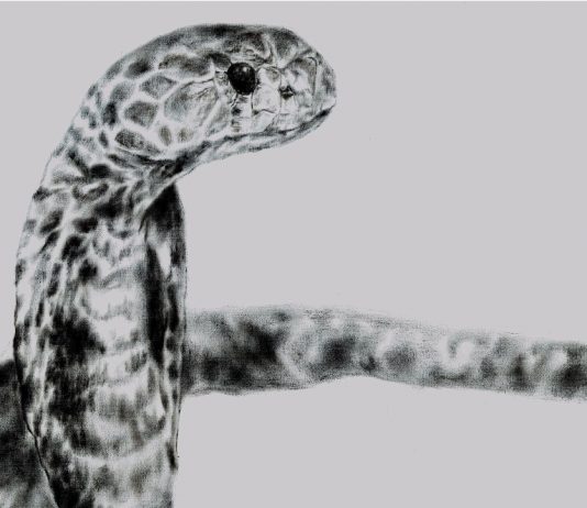 Tommaso Chiappa – Cambiamento della specie