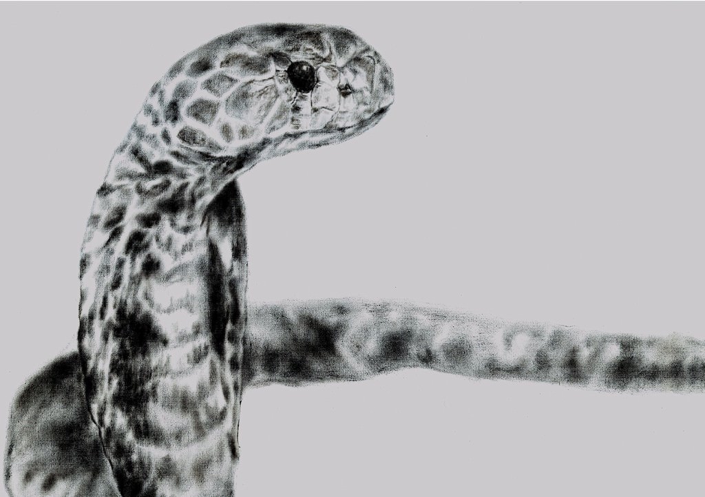 Tommaso Chiappa – Cambiamento della speciehttps://www.exibart.com/repository/media/eventi/2012/04/tommaso-chiappa-8211-cambiamento-della-specie.jpg