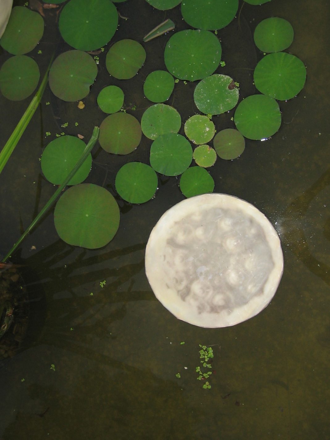 Virginia Lopez – Ephemeroshttps://www.exibart.com/repository/media/eventi/2012/04/virginia-lopez-8211-ephemeros-1068x1424.jpg