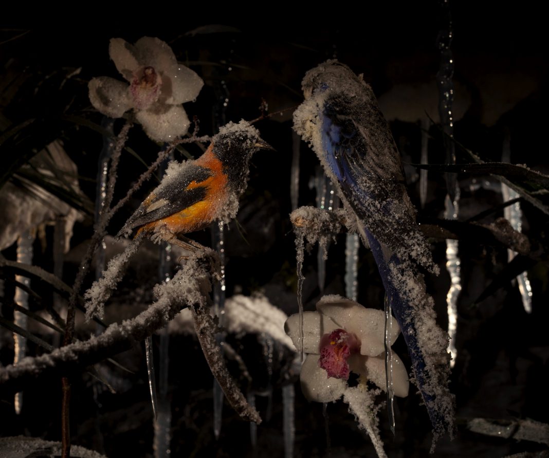 Gallery A: Mat Collishaw – The Crystal Gaze / Gallery B: We Have a business proposal of Twenty Two Million, Five Hundred Thousand United State Dollars onlyhttps://www.exibart.com/repository/media/eventi/2012/05/gallery-a-mat-collishaw-8211-the-crystal-gaze-gallery-b-we-have-a-business-proposal-of-twenty-two-million-five-hundred-thousand-united-state-dollars-only-1068x891.jpg