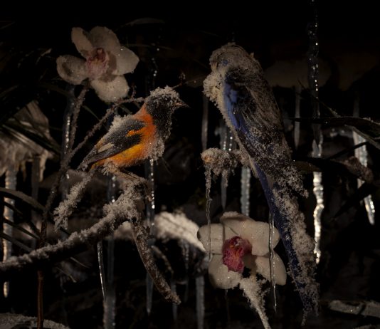 Gallery A: Mat Collishaw – The Crystal Gaze / Gallery B: We Have a business proposal of Twenty Two Million, Five Hundred Thousand United State Dollars only