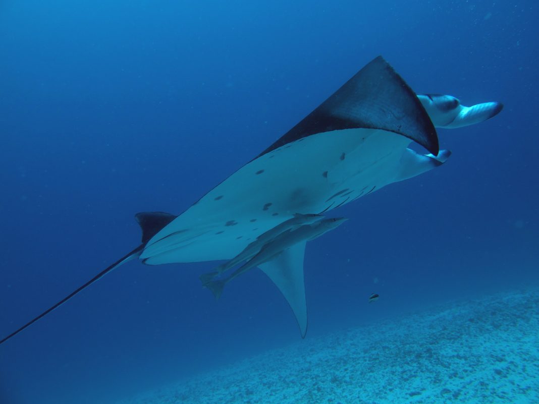 IL MARE AL BALÔN. Vita, immagini e colori dai mari del mondohttps://www.exibart.com/repository/media/eventi/2012/05/il-mare-al-balÔn.-vita-immagini-e-colori-dai-mari-del-mondo-1068x801.jpg