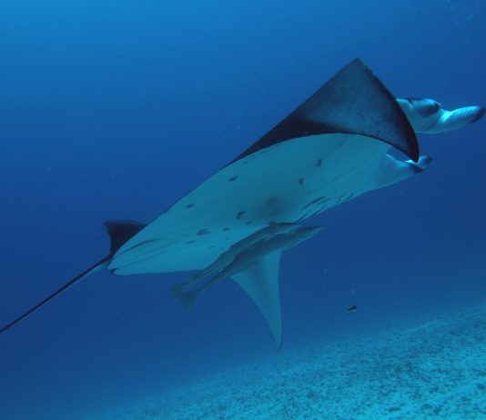 IL MARE AL BALÔN. Vita, immagini e colori dai mari del mondo