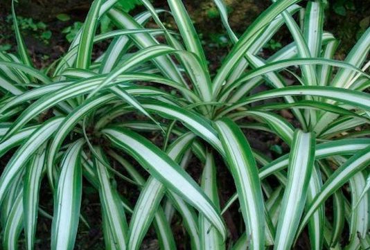 Ludovico Bomben /  Paolo Gonzato / Michelangelo Penso – Tree3 Strategy