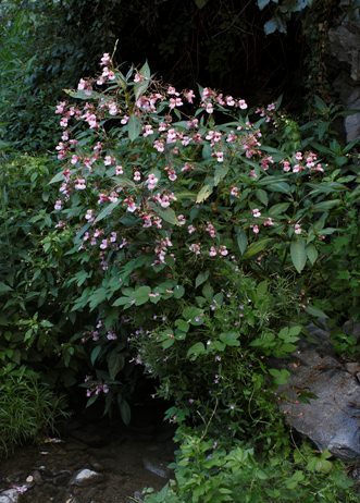 Karl Unterfrauner – Neophyten