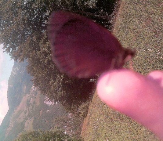 Alessandra Terzi – …sembrerebbe il sussurro dell’acqua