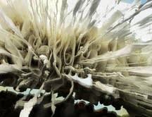 Alyssia Lazin – Revealing