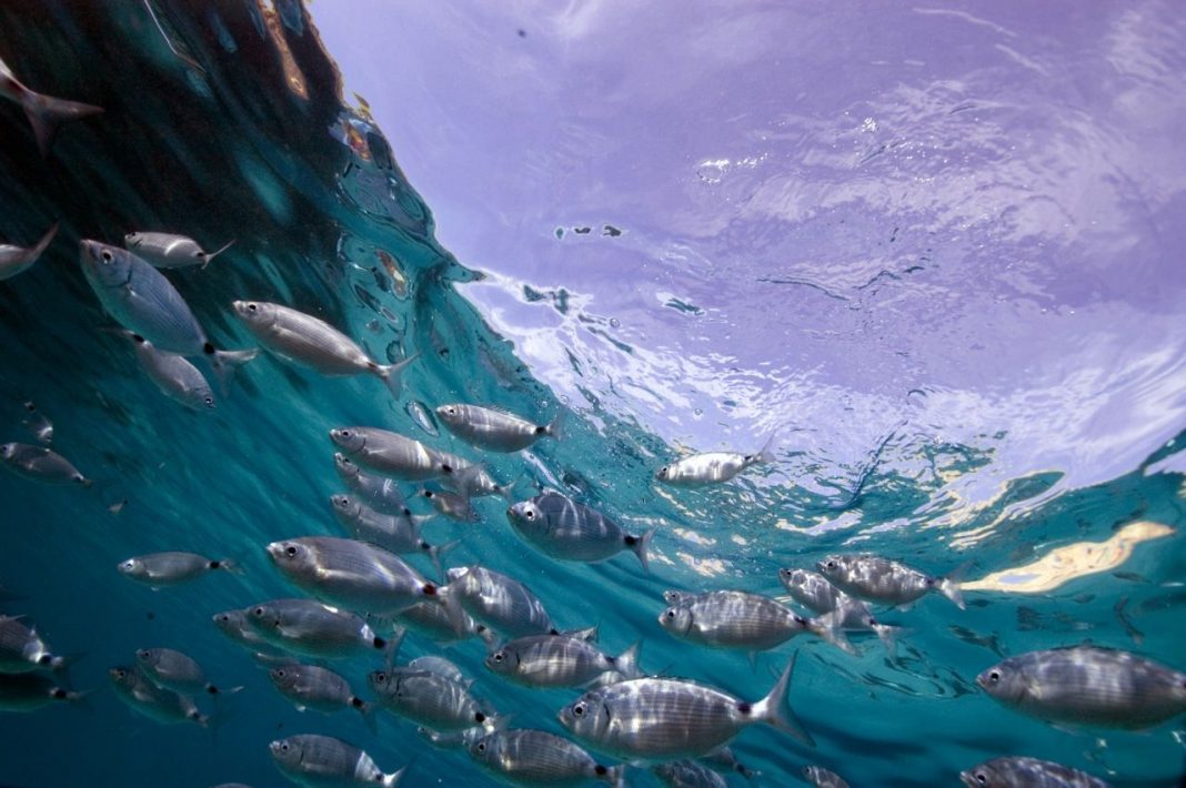 Mauro Coppadoro – Acquariahttps://www.exibart.com/repository/media/eventi/2012/10/mauro-coppadoro-8211-acquaria-1068x710.jpg