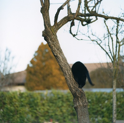 Sabrina Ragucci / Giorgio Falco – The Collared Dove Sound