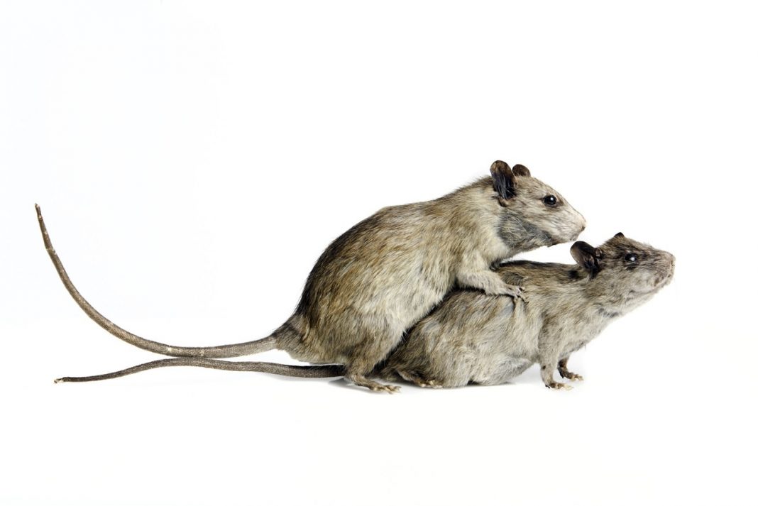 Dario Agrimi / Dario Carratta – Distopie. Società fragilehttps://www.exibart.com/repository/media/eventi/2012/11/dario-agrimi-dario-carratta-8211-distopie.-società-fragile-1068x713.jpg