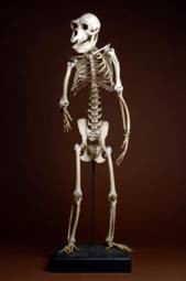 L’alchimia e le arti. La Fonderia degli Uffizi: da laboratorio a stanza delle meraviglie