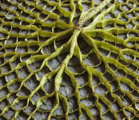 Elisabetta Di Maggio – I Change But I Cannot Die