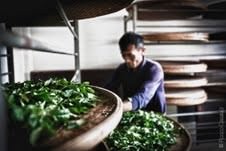 Rocco Casaluci – Cina