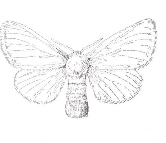 Alessandra Maio – Life is honey Alessandra Maio – Life is honey