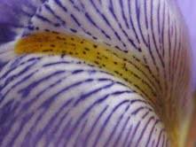 Mila De Franco – Da lontano era un fiore. Afjorismi di Ninfa