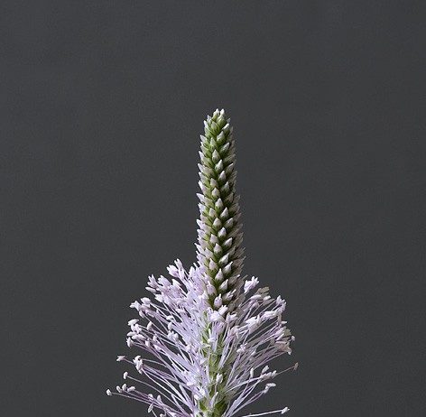 Caterina Saban – Delizia e Meraviglia, Ritratti di erbe, erbacce e fiori selvatici commestibili