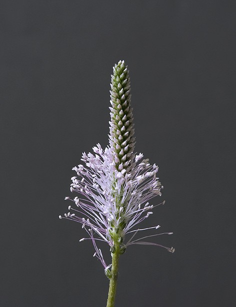 Caterina Saban – Delizia e Meraviglia, Ritratti di erbe, erbacce e fiori selvatici commestibilihttps://www.exibart.com/repository/media/eventi/2013/03/caterina-saban-8211-delizia-e-meraviglia-ritratti-di-erbe-erbacce-e-fiori-selvatici-commestibili.jpg