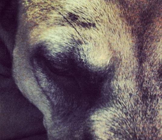 Misia Mi-Strani – Dreams ko