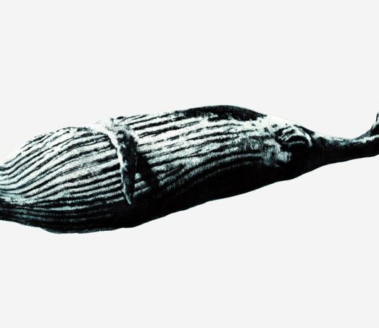 Simone Del Pizzol –  MEGAT(t)ER(r)A