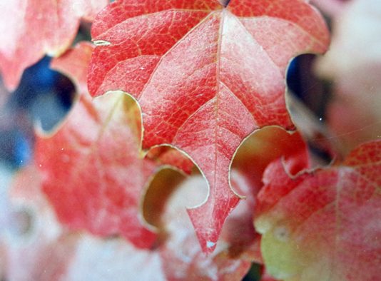 Le forme della natura nella fotografia di Giuseppe Palazzi