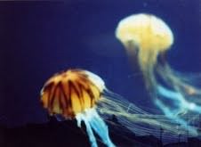 Ludovica De Luca – Vedo doppio. Panorami a pellicola tra natura e città