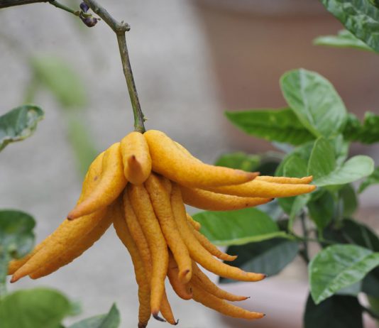 Sergio Garbari – Brac’s Art on Table