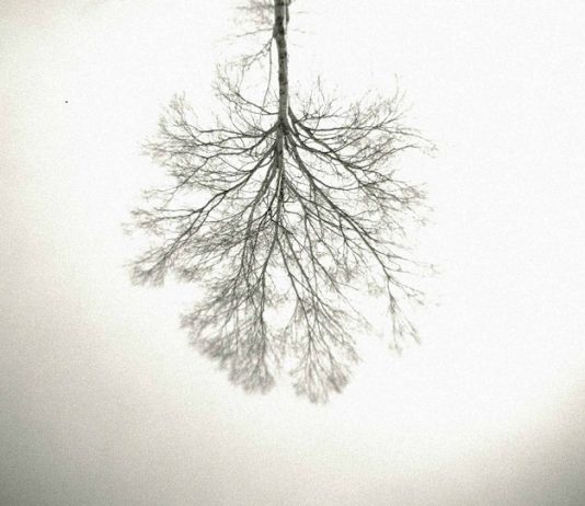 Luciferi – Albero