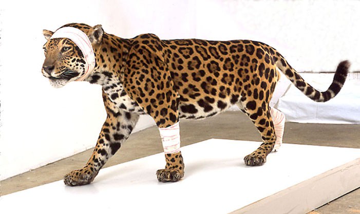 Pascal Bernier – Animalshttps://www.exibart.com/repository/media/eventi/2013/12/pascal-bernier-8211-animals.jpg